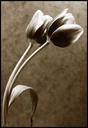 Twin Tulip Sepia
